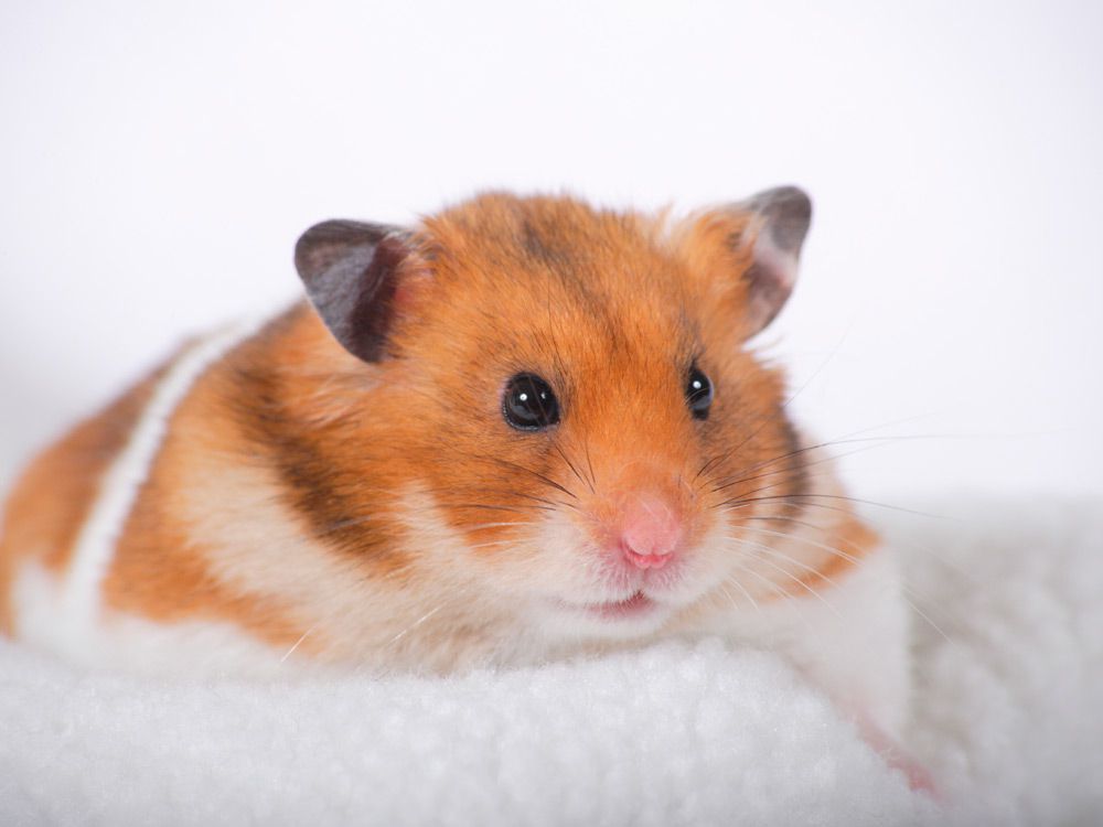  hamster arlequin