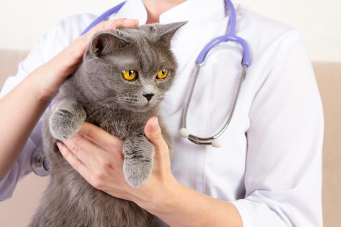 Coronavirus en los Gatos