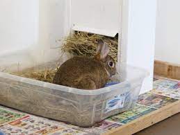 enseñar a un conejo a usar la caja de arena