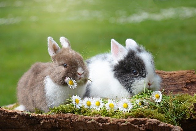 imagen conejo enano