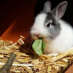 Puede un conejo domestico vivir en el exterior