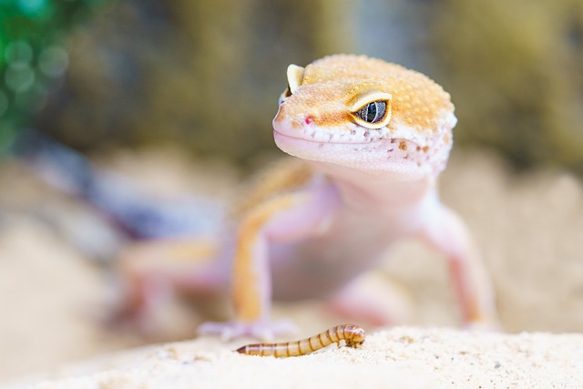 Los geckos necesitan una lámpara de calor