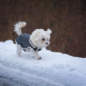 Como prevenir el frio en los perros
